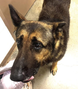 Pet of the week
